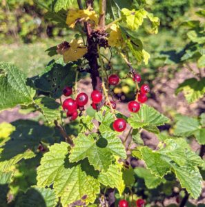 The fruits need to be picked quickly before they drop to the ground, or get snatched up by the birds. These bushes are very dependable and vigorous as growers.