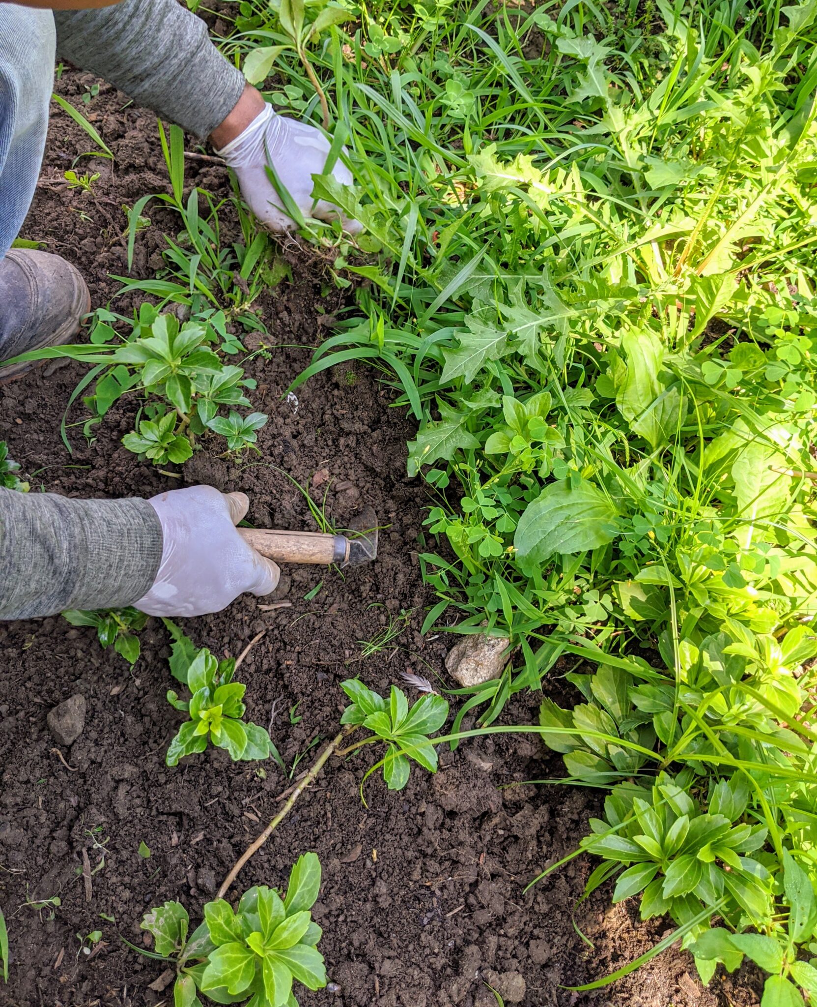 Weeding All Around the Farm - The Martha Stewart Blog