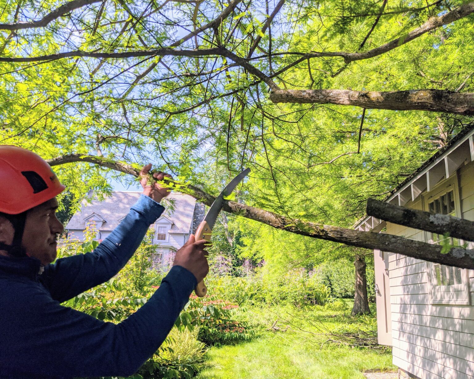 Pruning the Bald Cypress The Martha Stewart Blog