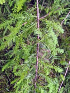The leaves are compound and feathery, made up of many small leaflets that are thin and lance-shaped. Each leaflet is less than two inches long, alternating along either side of a central stem. They are a medium green now and turn russet brown in fall.