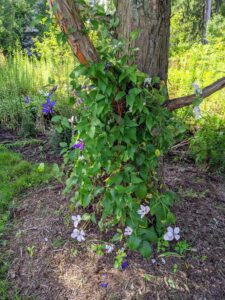 At the base of some of the bald cypress are growing clematis plants. Here, they are supported by jute twine. These plants bloomed so beautifully this season.