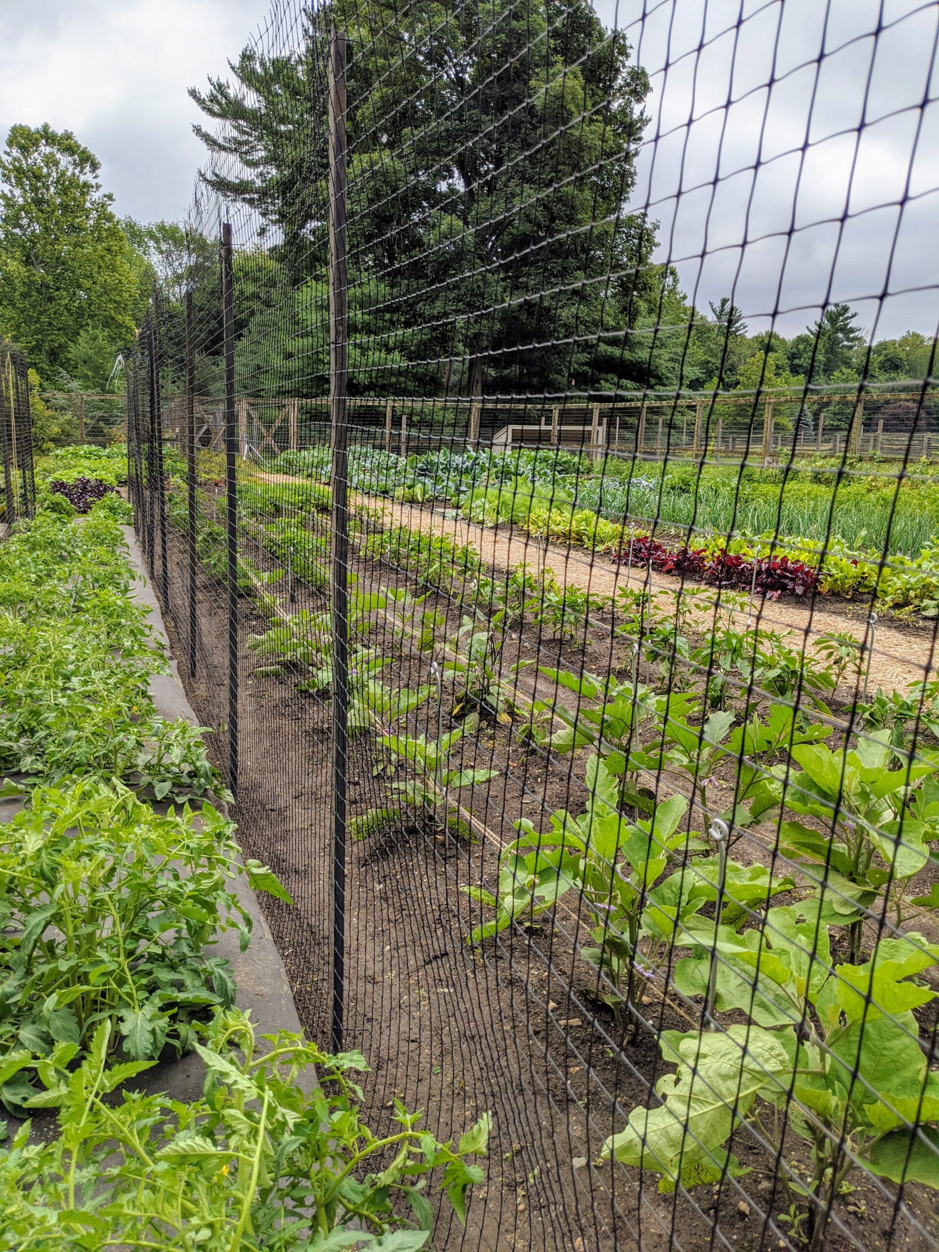 Supporting My Tomato Plants - The Martha Stewart Blog