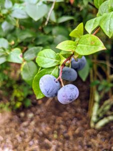 They are also covered in a protective powdery epicuticular wax known as the “bloom”. These berries are just right for picking. Blueberries are high in fiber, high in vitamin-C, and contain one of the highest amounts of antioxidants among all fruits and vegetables.