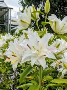 All the lilies in this garden are white, but vary in form and have large flowers.