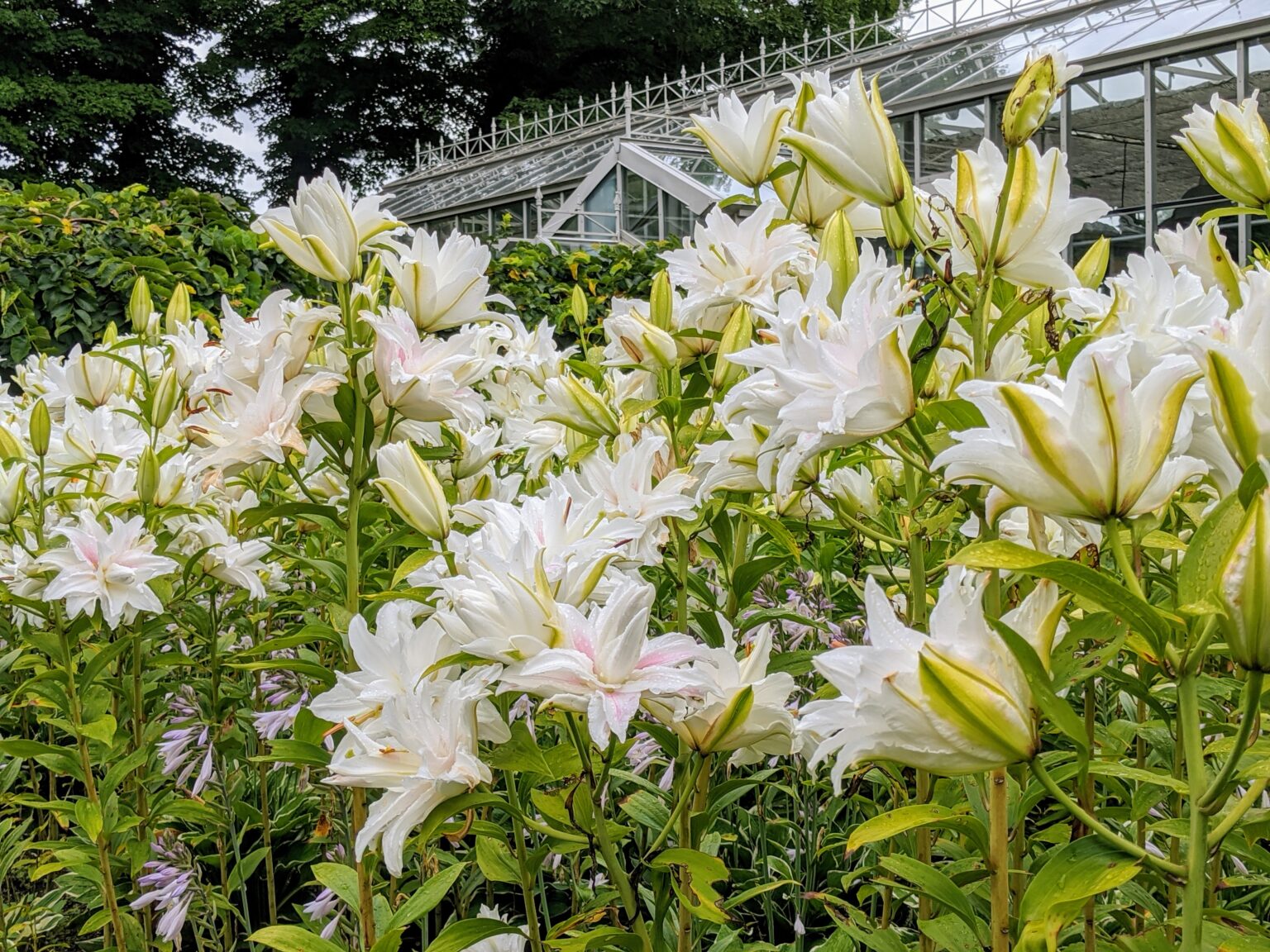 My White Lily Garden - The Martha Stewart Blog