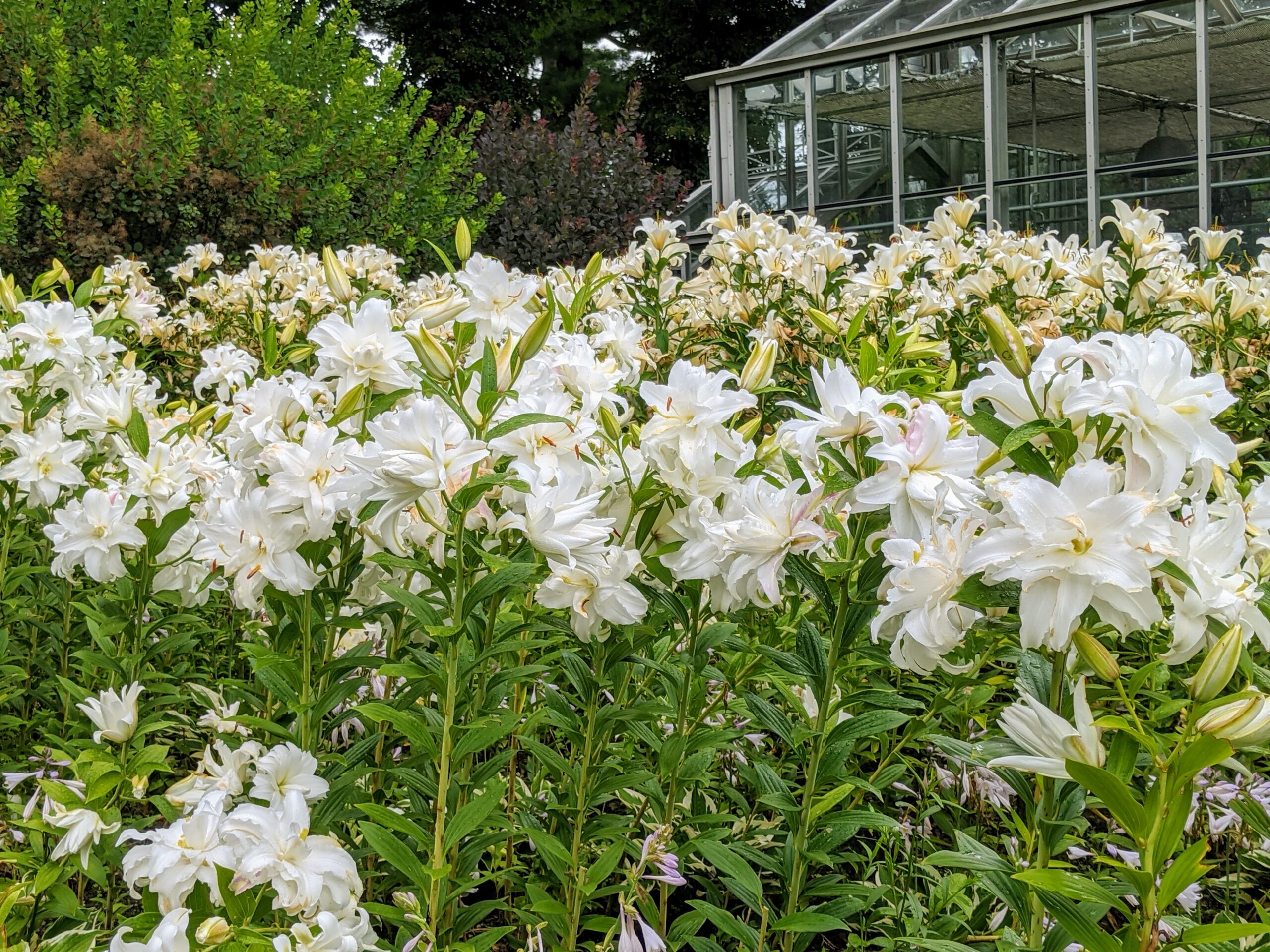 How To Plant White Lily Bulbs At Troy Cason Blog