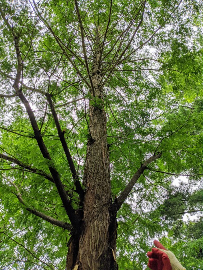 Pruning My Dawn Redwoods at the Farm The Martha Stewart Blog