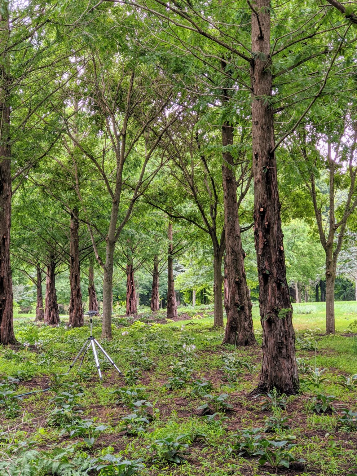 Pruning My Dawn Redwoods at the Farm The Martha Stewart Blog