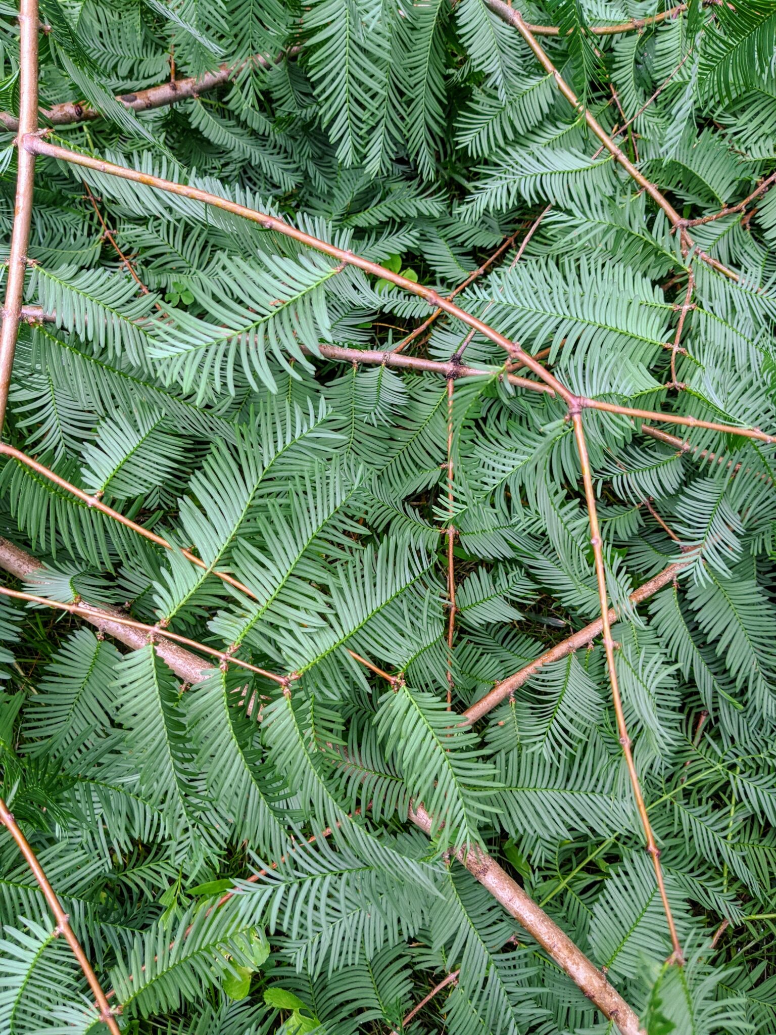 Pruning My Dawn Redwoods at the Farm The Martha Stewart Blog