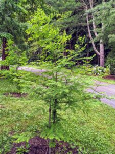 Here is a small dawn redwood that was planted not long ago. This was about the size of the trees when I first planted this grove.