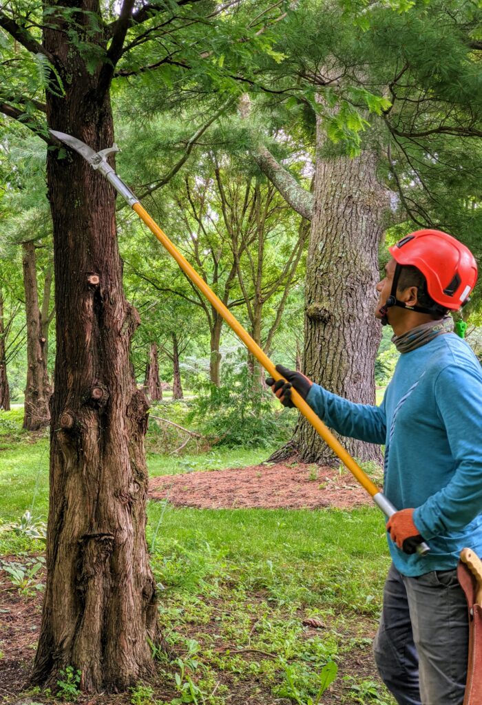Pruning My Dawn Redwoods at the Farm The Martha Stewart Blog