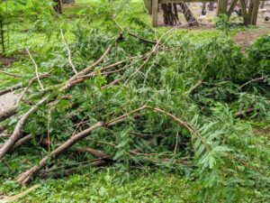 As branches are removed, they’re gathered and placed into a tidy pile, so they can be cleaned up easily and quickly.