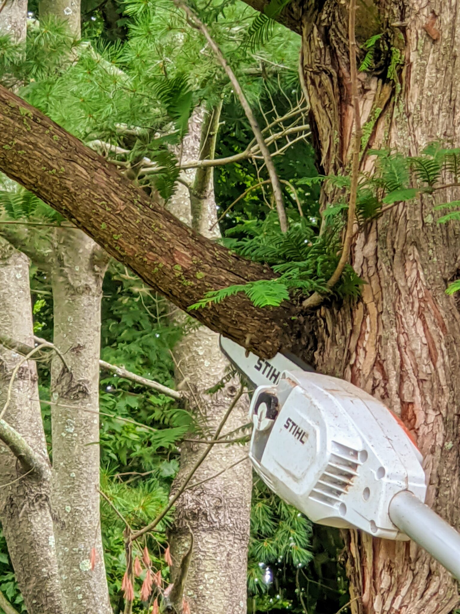 Pruning My Dawn Redwoods at the Farm The Martha Stewart Blog