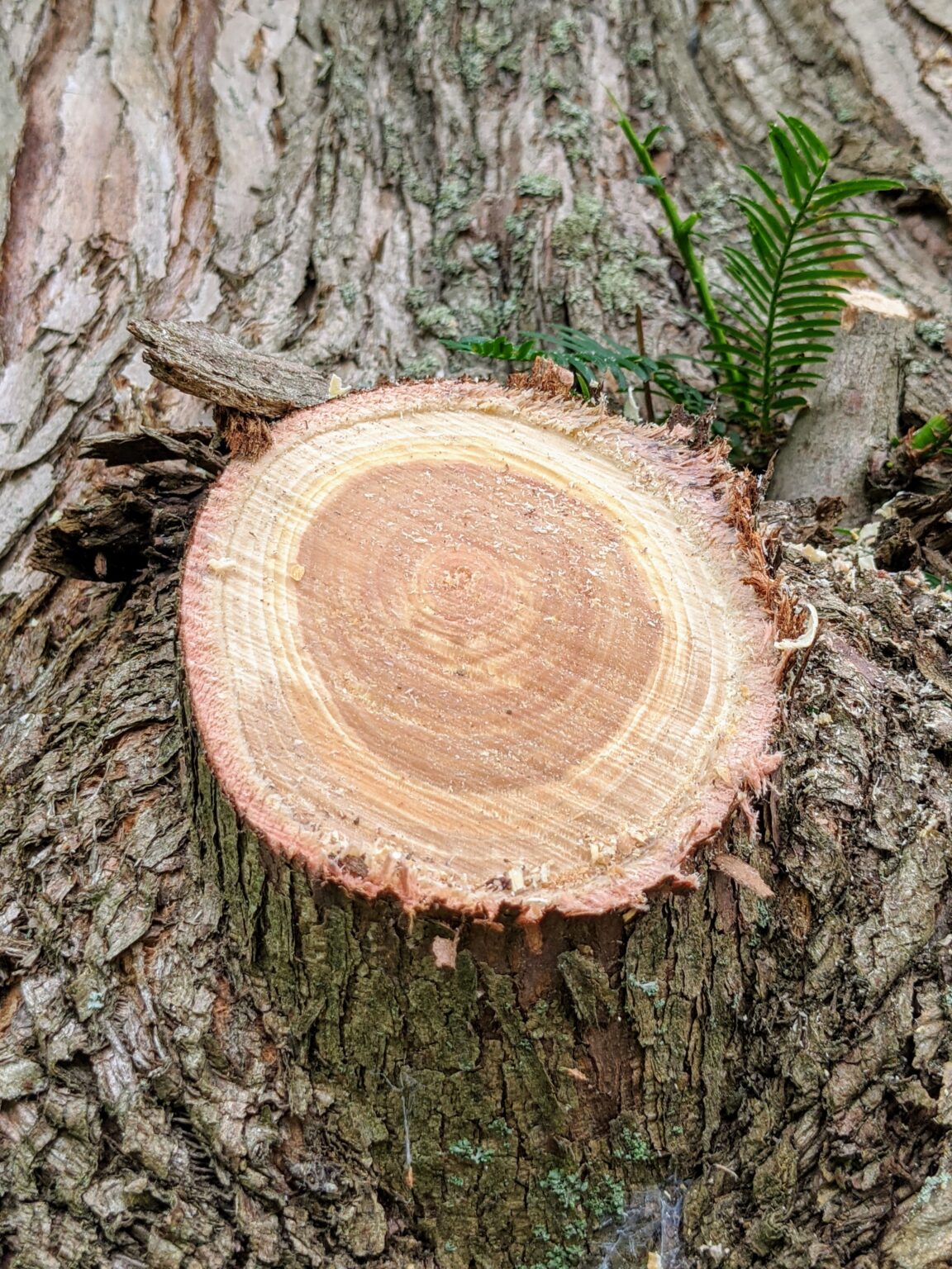 Pruning My Dawn Redwoods at the Farm The Martha Stewart Blog
