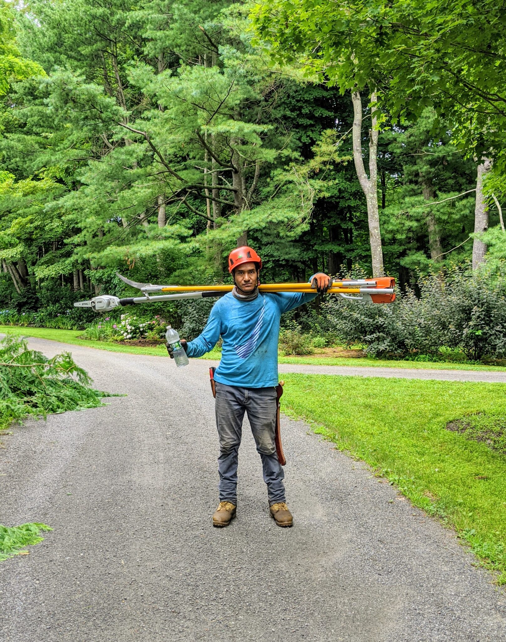 Pruning My Dawn Redwoods at the Farm The Martha Stewart Blog