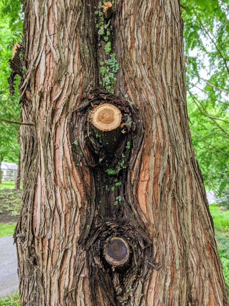 Pruning My Dawn Redwoods at the Farm The Martha Stewart Blog
