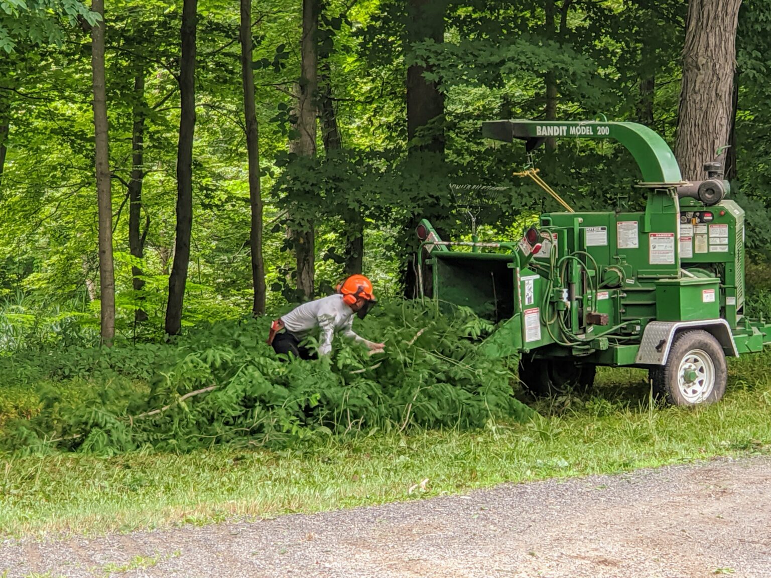 Pruning My Dawn Redwoods at the Farm The Martha Stewart Blog