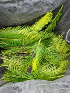 These bags can hold more than 900-pounds. One bag will be enough to hold all the cut fronds from these sago palms.