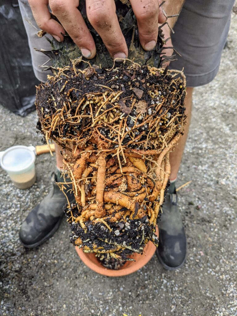 Repotting Sago Palms The Martha Stewart Blog