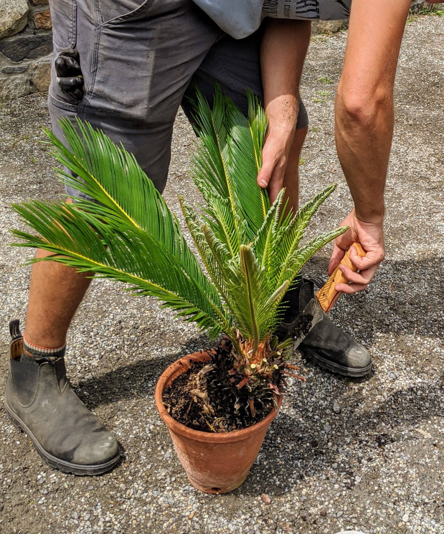 The Martha Stewart Blog : Blog Archive Repotting Sago Palms - The ...