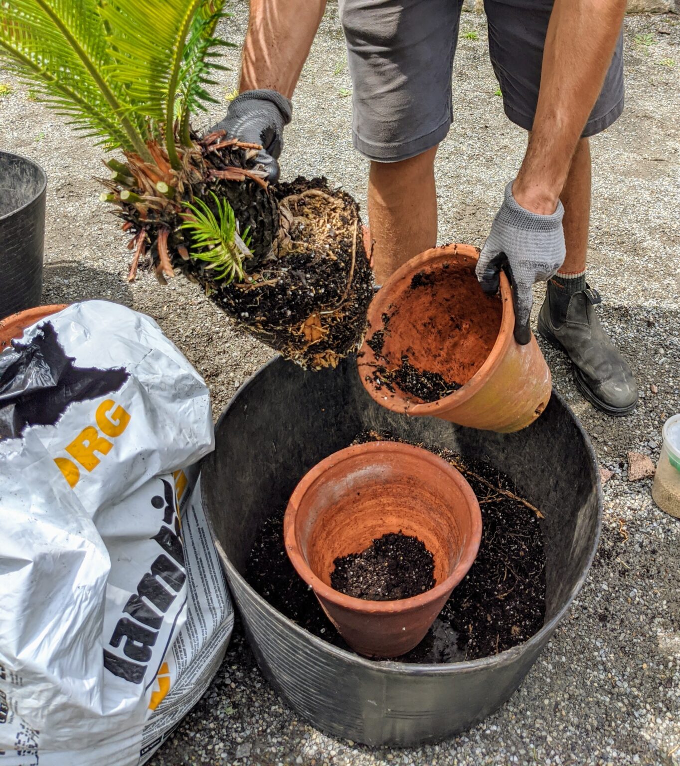 Repotting Sago Palms The Martha Stewart Blog