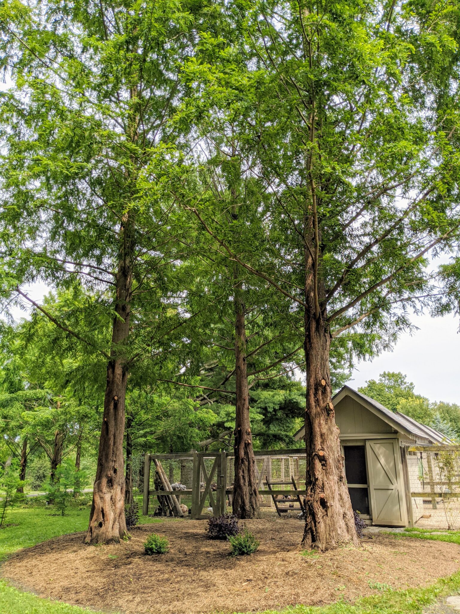 Pruning My Dawn Redwoods at the Farm The Martha Stewart Blog