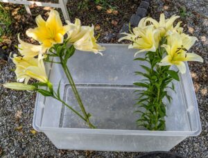 Choose buds that are just about to start opening or have recently opened. The flowers will continue to mature after they’ve been cut, and by choosing the young blooms, one can extend the lifespan of the lily display.