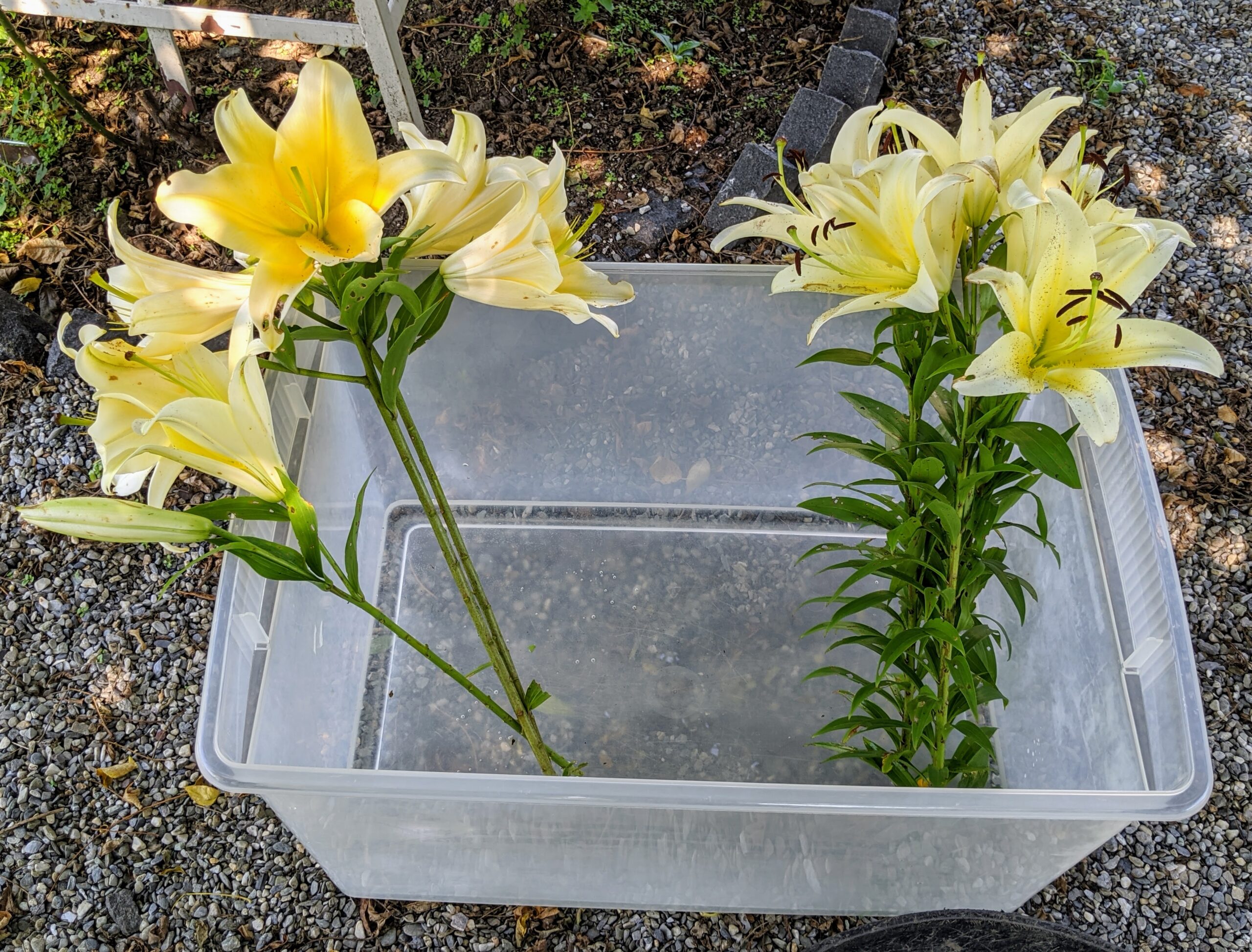 How to Harvest Lillies 