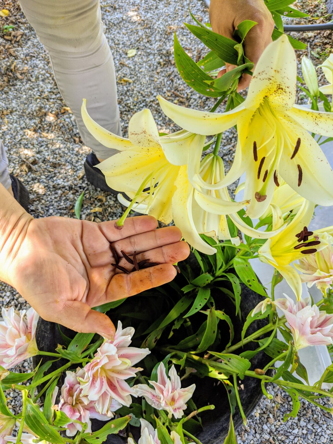 Cutting and Arranging Lilies The Martha Stewart Blog