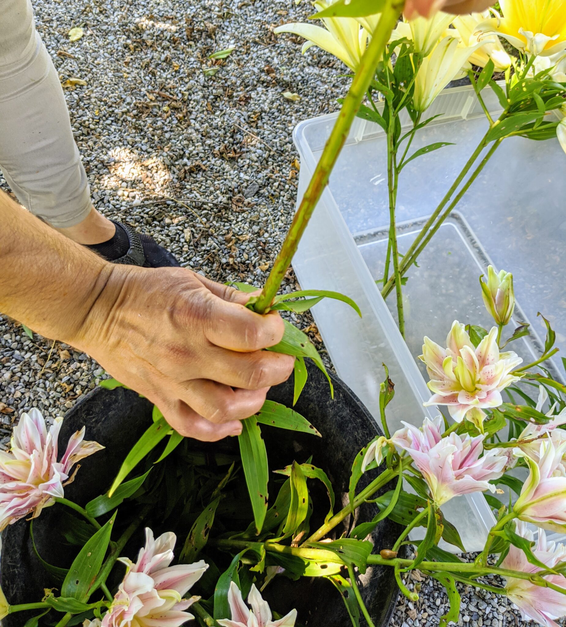 Cutting and Arranging Lilies The Martha Stewart Blog