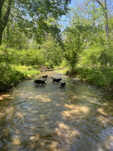 Here is part of the pack sloshing around in the creek that backs our property. My dogs love swimming. I try to take them all for a swim once a day in the early morning before it gets too hot. In the evenings, I walk the pack around the farm on 17 acres of fenced paddocks so they can run, retrieve balls, and visit with some of the other farm animals. During this very difficult time of COVID, I am finding great pleasure in spending more time around my dogs. All the exercise really shows a big difference in their condition and temperaments. They are happier and better prepared for the show ring.