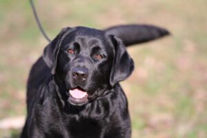 Here is my beloved girl, Safari. The Labrador Retriever was developed to help fishermen and hunters. Their jobs were difficult and demanding. They had to retrieve the ducks, quail, fish, and other game that hunters shot or caught in all seasons of Newfoundland’s weather. Today, the Labrador Retriever is known as “America’s Dog” and has been the most popular breed of dog in the United States since 1991. The Labrador Retriever comes in three different colors - yellow, black, and chocolate, and should be able to work in the fields and lakes all day and then cuddle up with the hunter’s children at night to keep them company. The Labrador is a kind and outgoing dog and has also distinguished itself as a very popular – and helpful – service dog. Commonly used as seeing-eye dogs or bomb sniffers, the Labrador is hard-working and loyal. Safari, in my eyes, is the quintessential Labrador Retriever as she meets all of the breed's dispositional hallmarks perfectly as well as the American Kennel Club’s breed standard.