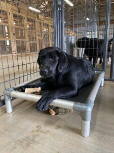 After their morning swims or walks, the dogs are brought into their kennels and given a treat - sometimes small and boring, other times more fun. On this day, the dogs were given marrow bones. Here is Silka on her Kuranda bed. These beds are very sturdy, sleek, and easy to clean. I like them especially for puppies because they are chew-proof and safe.