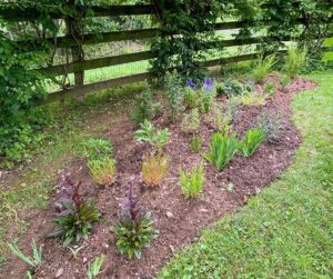 Here is the finished product - Beardtongue (Penstemon), blackberry lilies, Iris domestica, porcupine grass, double bearded iris, black and blue salvia, peonies, poppies, and Russian sage.