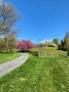 This picture was taken from the bottom of my family's driveway. It is our first real sign of spring here in Maryland. These beautiful, and old, cherry trees, Prunus 'Kwanza,' bloom after two to three weeks of warm weather in late April or early May and are always a sight to be seen. We have seven in total stretching along an eighth of a mile of driveway. They are umbrageous and typically attract a pair or two of nesting birds per tree. This is always my first indicator that the plants in my gardens will begin to awake and start to work.