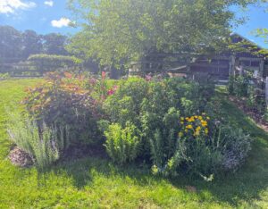 Here is one of my gardens on the hillside as you walk up to the barn and kennel. In this bed there are several different orienpet lily varieties, Russian sage, sedum, bee-balm (Monarda), lavender from Soleado Lavender Farm, 'Midnight Marvel' hardy hibiscus, and some black-eyed-Susans.