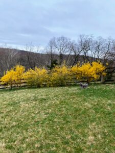 Here is another indicator that spring is on its way: the yellow forsythia row planted in, what will next year be, the area that houses our vegetable gardens. In this picture, Cobalt stands looking over the fields.