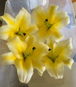 After returning home from Martha’s Skylands in Maine, I cut the best remaining 'Conca D’or' lilies. This, without a doubt, is my favorite variety.