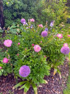 Here is that same bed after two weeks of growth. The large purple flowers are 'Globemaster' Allium, the iris are double bearded, and the peonies are two or three different pink varieties, including 'Sarah Bernhardt' and 'Cherry Bowl'.