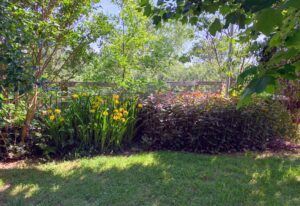 This is a simple, yet beautiful, garden. It stretches along with the paddocks next to the flagpole up until the edge of the driveway. It contains water iris (Iris pseudacorus), martagon and tiger lilies, crape myrtles (Lagerstroemia), and Alternanthera 'Purple Knight.' Unfortunately, I did not take a full picture of this garden while it was in bloom, but it stretches about 100 feet. This, however, is a small section of it.