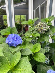 These beautiful hydrangeas are 'Endless Summer.' Naturally, they would be pink, however, hydrangea blooms change colors when soil acidity changes. Every fall, I add a supplement to the soil that makes the soil acidic (a pH below 7) that ensures my hydrangeas will be blue each summer.