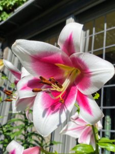 In early August, we also had an abundance of lilies growing around Skylands and in the cutting garden.