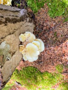 Here is a closer look of some of the golden-yellow oyster-like mushrooms growing on the side of this piece of wood. The process of growing mushrooms is very interesting, and very different from growing other crops.