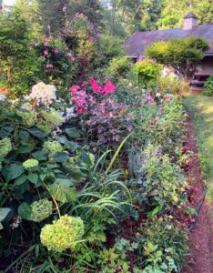 Jim's main garden is also very colorful. This garden is planted with fragrant lilies, beautiful roses, hydrangeas, hibiscus, petunias, and potato vines.