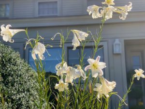 When I took this photo, these white lilies were still blooming in front of the Winter House. Despite sad current events, these bright, open lilies remind me of life and growth.