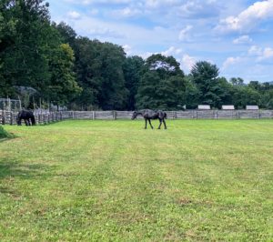This beautiful Friesian horse and Fell pony are eating and exploring the paddocks. They are so friendly and sweet, they melt my heart every time I see them.