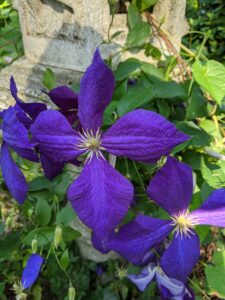 Jim loves clematis as much as I do. I have clematis growing on every post under my long and winding pergola. Jim grows several varieties of clematis and loves this deep purple color. This particular clematis was gifted to him by my sister who was also a big fan of this flowering vine.