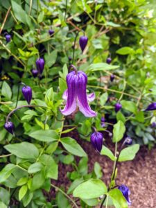 This clematis has slightly fragrant, bell-shaped flowers that bloom from summer to fall. It typically grows to six-feet tall and features single, nodding, pale lilac flowers with recurved tips.