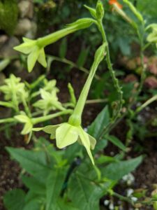 The yellow-green trumpet-shaped flowers of 'Lime Green' flowering tobacco mix well with other garden plants. Growing up to two to three feet tall, this annual attracts many hummingbirds. It does best in full sun to part shade and moist but well-drained soil.