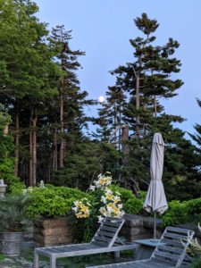 Cheryl captured this photo of the almost-full moon from my terrace and through the trees.
